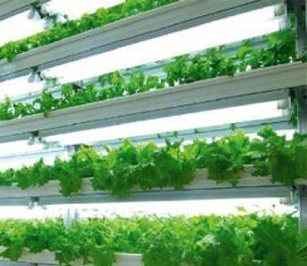 Sistema di contenitori per l'agricoltura idroponica verticale in serra in contenitore 40ft 40HQ Reefer