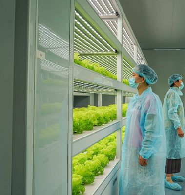 Sistema di contenitori per l'agricoltura idroponica verticale in serra in contenitore 40ft 40HQ Reefer