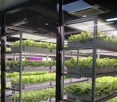 Sistema di contenitori per l'agricoltura idroponica verticale in serra in contenitore 40ft 40HQ Reefer