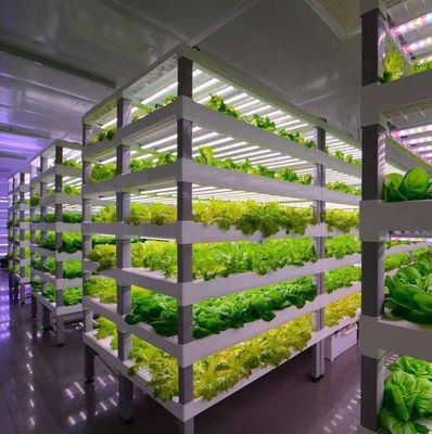 Materiale di copertura in acciaio Sistema di contenitori per agricoltura verticale idroponica per tetti a forma
