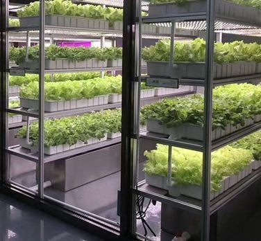 Materiale di copertura in acciaio Sistema di contenitori per agricoltura verticale idroponica per tetti a forma