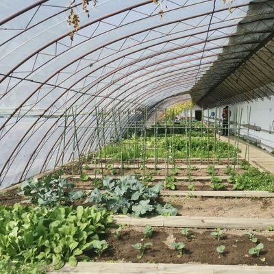 Luce del sole Serra idroponica Produzione di ortaggi USA Pacchetto Peso lordo 100.000kg