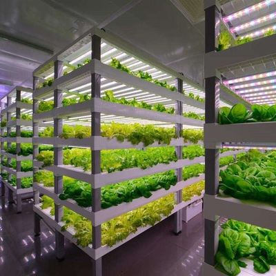 Serra contenitore per la coltivazione di verdure a foglia multi-spano e copertura in acciaio