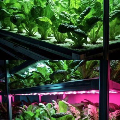 Dipartimento di controllo della temperatura intelligente Contenitore di spedizione Serra per verdure a foglia