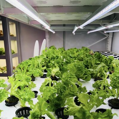 Dipartimento di controllo della temperatura intelligente Contenitore di spedizione Serra per verdure a foglia