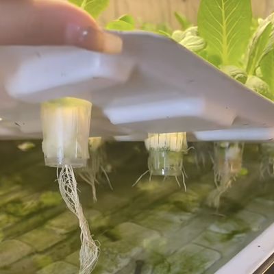 US 10000/pezzo foglio di copertura per contenitori per serre per verdure a foglia 1 pezzo Min.Order