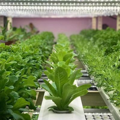 18000.000kg Inserta per ortaggi a foglia Peso lordo e rimborsi facili