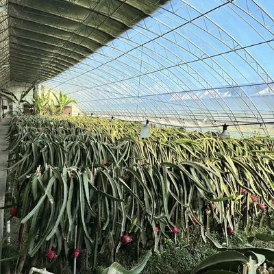 Tetti ad arco Acquicoltura Fiori Sistema serra a luce solare Garanzia di rimborso di 30 giorni