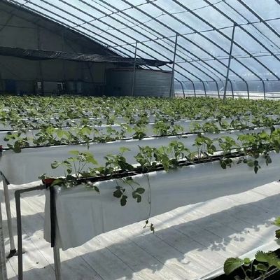 Tetti ad arco Acquicoltura Fiori Sistema serra a luce solare Garanzia di rimborso di 30 giorni