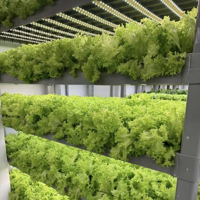 Metodo di coltivazione idroponica Contenitore di albero di legname Serra con materiali