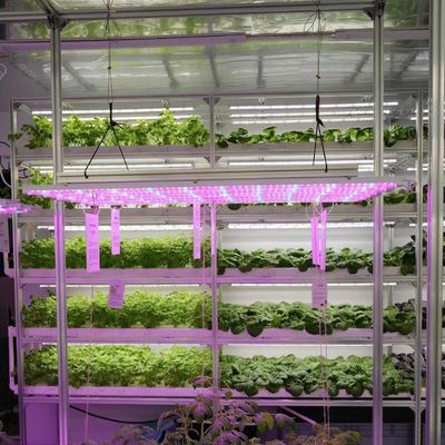 Piastra di copertura per contenitori di serra di grandi dimensioni per verdure a foglia