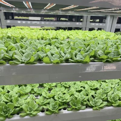 Piastra di copertura per contenitori di serra di grandi dimensioni per verdure a foglia