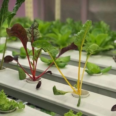 Serra contenitore per la coltivazione di verdure a foglia Pagamento iniziale e spedizione conveniente