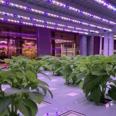 Serra contenitore per la coltivazione di verdure a foglia Pagamento iniziale e spedizione conveniente