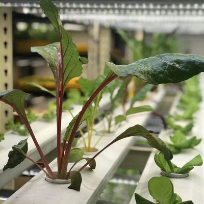 Trasforma la tua attività agricola con le verdure a foglia