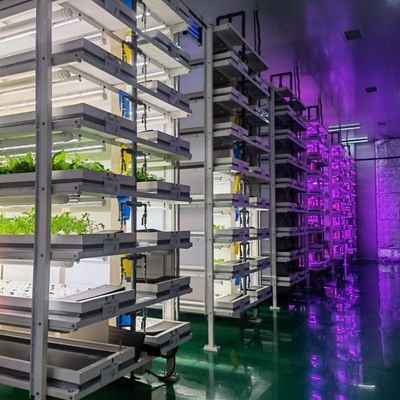 Trasforma la tua attività agricola con le verdure a foglia