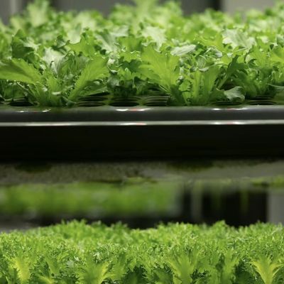 Trasforma la tua attività agricola con le verdure a foglia