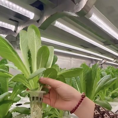 Materiale di copertura in acciaio Contenitore di carico Serra per verdure Personalizzazione personalizzata