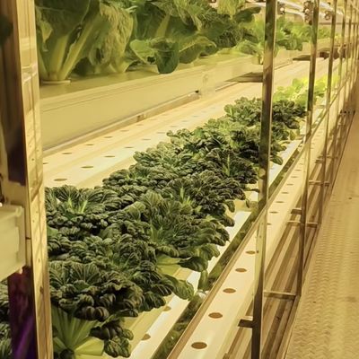 Materiale di copertura in acciaio Contenitore di carico Serra per verdure Personalizzazione personalizzata