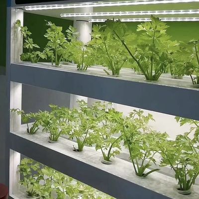 Materiale di copertura in acciaio Contenitore di carico Serra per verdure Personalizzazione personalizzata