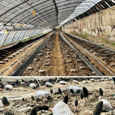 Serre a luce solare multi-span La scelta definitiva per la produzione vegetale idroponica