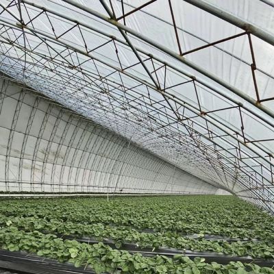 Serre a luce solare multi-span La scelta definitiva per la produzione vegetale idroponica