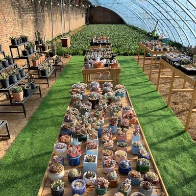 Serre a luce solare multi-span La scelta definitiva per la produzione vegetale idroponica