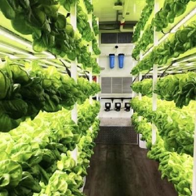 Fogli di copertura per contenitori di serra per la personalizzazione delle verdure a foglia a portata di mano