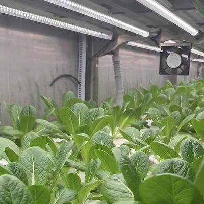 Fogli di copertura per contenitori di serra per la personalizzazione delle verdure a foglia a portata di mano
