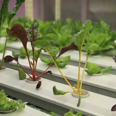 Fogli di copertura per contenitori di serra per la personalizzazione delle verdure a foglia a portata di mano