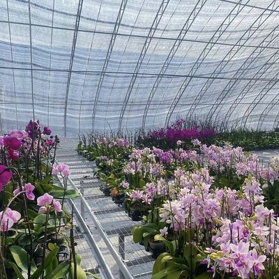 Costo di spedizione e tempo di consegna stimato per la serra per semina idroponica commerciale