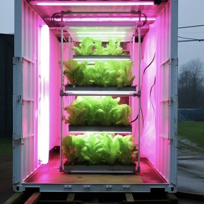 Serra commerciale Serra contenitore Il modo rivoluzionario per coltivare verdure a foglia verde