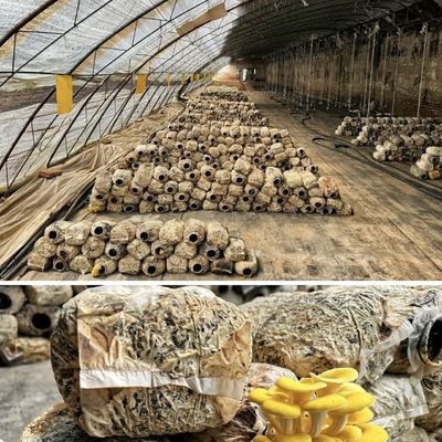 US 20/metro quadrato Hydroponics Serra a luce solare per fiori di fragole vegetali