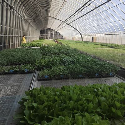 Pacchetto Peso lordo 100.000 kg Luce solare Serra per irrigazione a goccia per piantagione di fiori