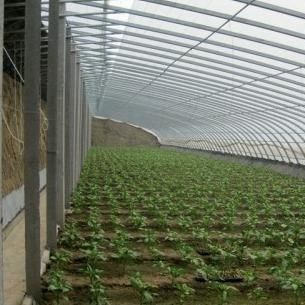 Sistema avanzato di controllo dell'umidità e di illuminazione solare per verdure in serra commerciale