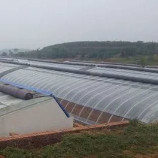 Serre con tetto ad arco La soluzione definitiva per la coltivazione di pomodori e cetrioli