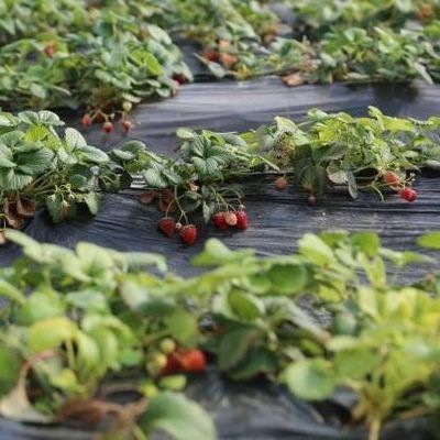 Serre con tetto ad arco La soluzione definitiva per la coltivazione di pomodori e cetrioli