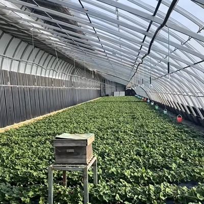 2000.000kg serra commerciale a luce solare di Juxiang per la coltivazione di fragole jx-sg-108