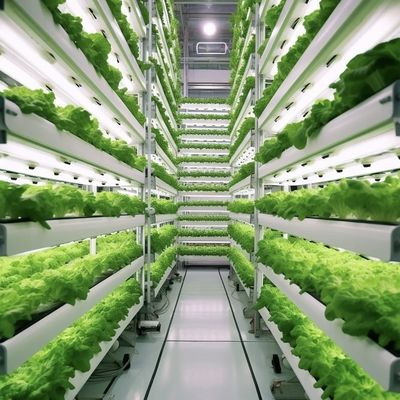 Coltivazione idroponica Serra per verdure a foglia Metodo di coltivazione idroponica