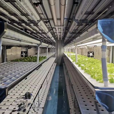 Coltivazione idroponica Serra per verdure a foglia Metodo di coltivazione idroponica