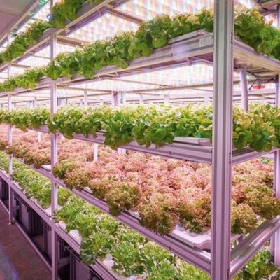 18000.000kg Casa contenitore per la coltivazione di verdure a foglia verde Restituzione garantita