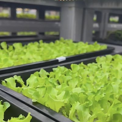 18000.000kg Casa contenitore per la coltivazione di verdure a foglia verde Restituzione garantita