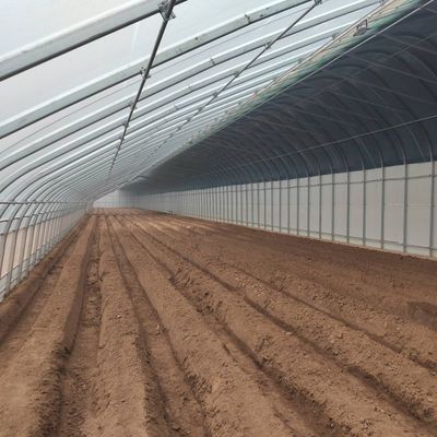 La coltivazione su larga scala di cetrioli facilitata da una serra commerciale a controllo dell'umidità