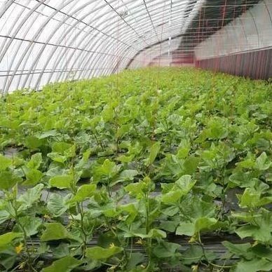 La coltivazione su larga scala di cetrioli facilitata da una serra commerciale a controllo dell'umidità