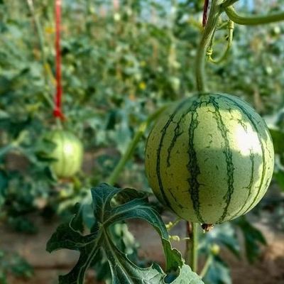 Coltivazione di pomodori Serra solare con controllo dell'umidità e controllo della temperatura