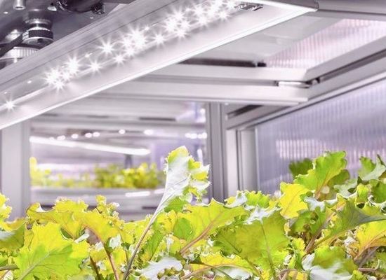 Struttura in acciaio Serra in contenitore idroponico con sistema di coltivazione verticale multi-span