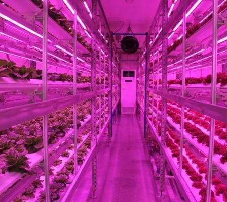 Struttura in acciaio Serra in contenitore idroponico con sistema di coltivazione verticale multi-span