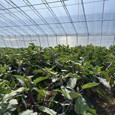Metodo di riscaldamento in serra idroponica commerciale per la coltivazione di cetrioli riscaldamento temporaneo