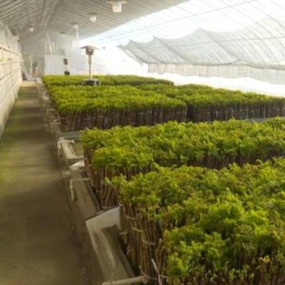 Metodo di riscaldamento in serra idroponica commerciale per la coltivazione di cetrioli riscaldamento temporaneo