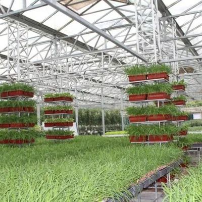 1209cm * 235cm * 239cm Contenitore agricolo verticale Serra con impianto idroponico